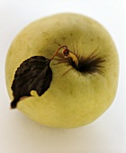 Golden Delicious Apfel mit Blatt