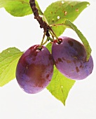 A Plum Hanging from a Branch