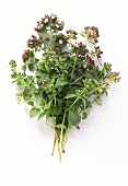 A bunch of oregano with flowers