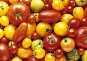 Grünen, gelbe und rote Tomaten (bildfüllend)