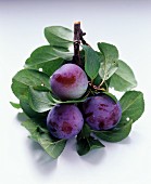 Plums with Stem and Leaves