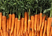 Many Carrots
