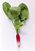 A Fresh Radish