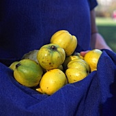 Person holding quinces in a blue apron