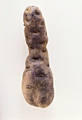 A longish truffle potato