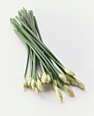Thai garlic on white background