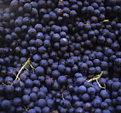 Meraner grapes (filling the picture)