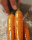 Three carrots being washed