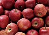 Viele Äpfel der Sorte Stark Delicious