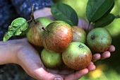 Hände halten frischgeerntete Äpfel der Sorte Gravensteiner