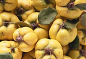 Quinces (filling the picture)