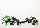 Elderberries - bunches, branches and individual berries