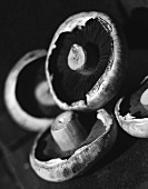 Mushrooms (Agaricus; black and white photo)