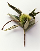 A sweet chestnut on a twig on white background