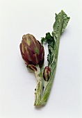 Artichoke, variety Violetto di Toscana, with stalk & leaf