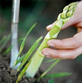 Hand pulls green asparagus out of the soil, asparagus knife 