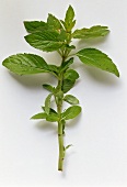 A sprig of curly mint (Mentha spicata var. crispa)