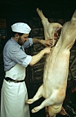 Schweineschlachtung: Metzger zieht Bauchmittelschnitt