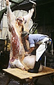 Removing the entrails from the stomach cavity of a cow