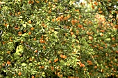Apricot trees full of ripe fruit (Provence)