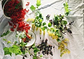 Still life with red-, black- and white currants