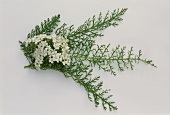 Flowering yarrow (Achillea millefolium)