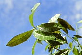 Pimento leaves on twig (Pimenta dioica)