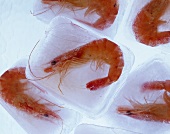 Shrimps in Eiswürfel gefroren