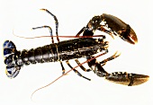 A raw lobster