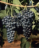Pinot noir grapes on the vine (Pacific Northwest, Oregon)