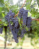 Zinfandel grapes on vine (California, Sonoma Valley)