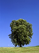 Ein blühender Roßkastanienbaum