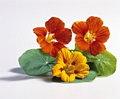 Nasturtiums; three flowers with leaves 