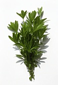 A bunch of woodruff against a white background