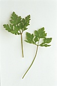 Leaves of Herb Robert (Geranium robertiai herba)
