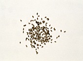 Wermutsamen (Artemisia absinthium)