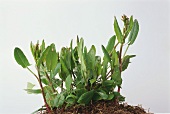 Sorrel, plant with root ball