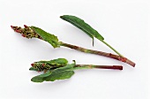 Sauerampfer: Zwei Stengel mit Blüten und Blättern