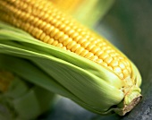 Fresh Ear of Corn on the Cob