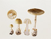 Various green death cap mushrooms