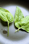 Spinach leaves (spring spinach)