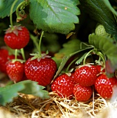 Ripe strawberries on the plant