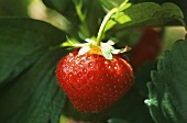 Eine Erdbeere an der Pflanze