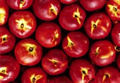 Many nectarines (filling the picture)