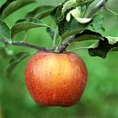 An apple on the tree (close-up)