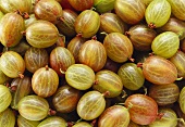 Many gooseberries (filling the picture)