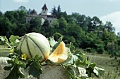 Charentais melon & slice of melon on wall in open air
