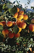 Apricots on the tree (Wachauer Marille)