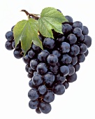Concord Grapes with Leaf