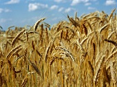 Ears of Wheat in Field